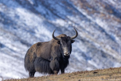 Chungba Sherpa captures photos of rare wild yaks in Lapcha-La, Humla